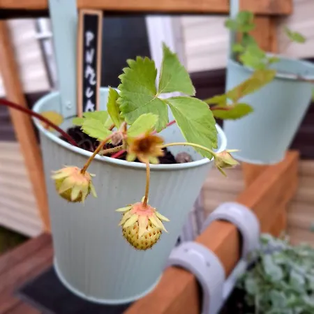 Domeczek Tatil Evi *