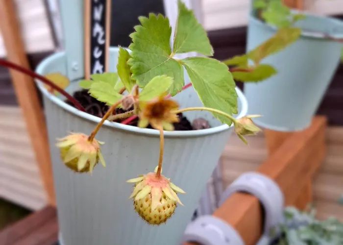 Domeczek 度假居 *